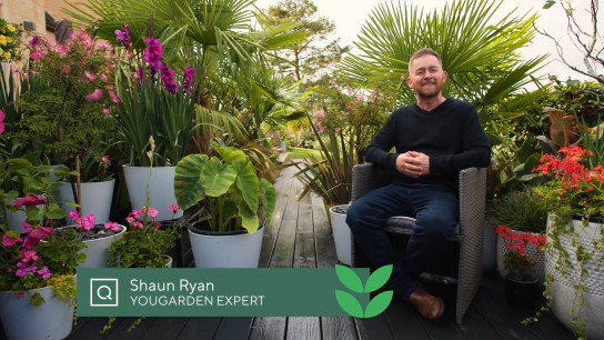 Shaun Ryan My Garden Escape Diaries