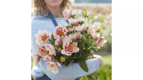 Plants 2 Gardens Dahlia Collection 3 x Bare Root Dahlia