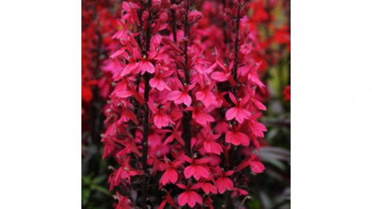 Richard Jackson`s Nursery Fresh Perennial Lobelia 5 x 6cm Garden Ready Plants
