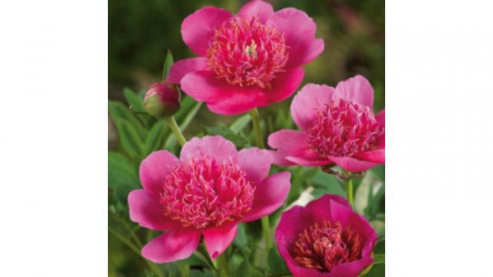 Plants2Gardens Peony Collection 3 x Bare Roots
