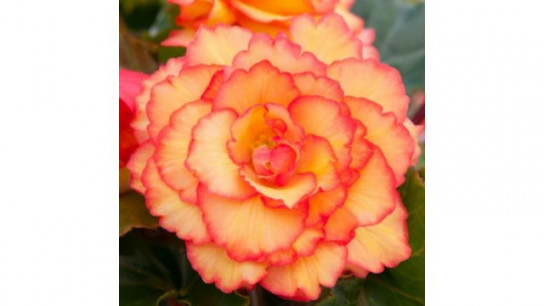 Richard Jackson`s Nursery Fresh Golden Picotee Begonia 5 x 6cm Garden Ready