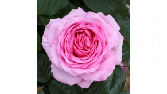 Plants2Gardens Ultra-Fragrant Rose Collection 3 x Bare Roots