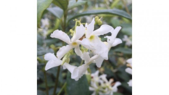 Richard Jackson's Nursery Fresh Evergreen Scented Jasmine 1 x 3 Litre Pot
