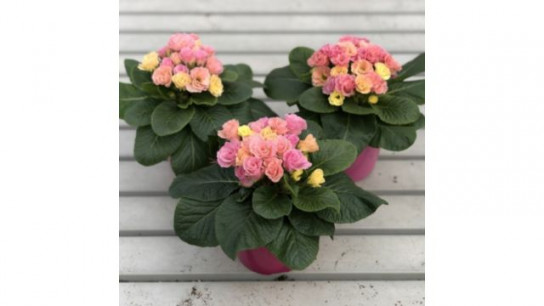 Plants 2 Gardens Primrose Rosebud Tutti Frutti