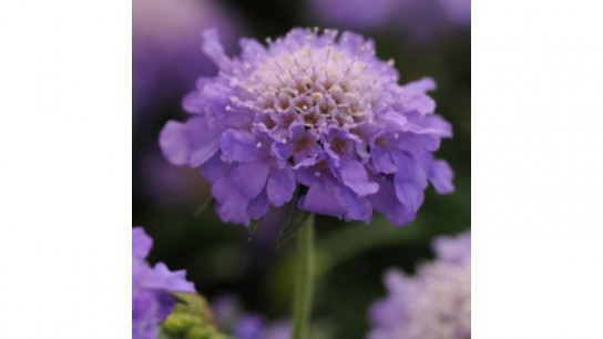 Richard Jackson`s Nursery Fresh Perennial Scabious 5 x 6cm Garden Ready Plants