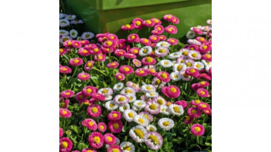 Plants 2 Gardens Bellis Bam Bam Mi