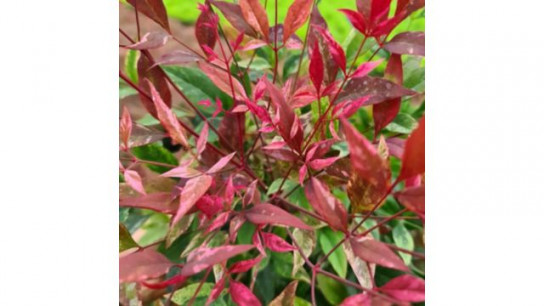 Richard Jackson Nandinia Red Light 2l pot
