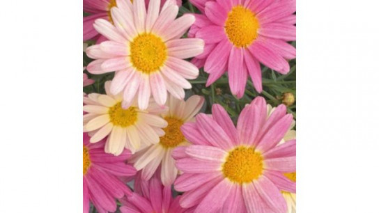 Richard Jackson Argyranthemum Lemon & Pink Power Plants 5x 5.5cm