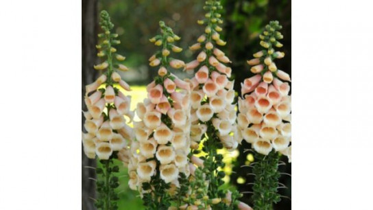 Richard Jackson's Nursery Fresh Peach Foxgloves 5 x 6cm Garden Ready Plants