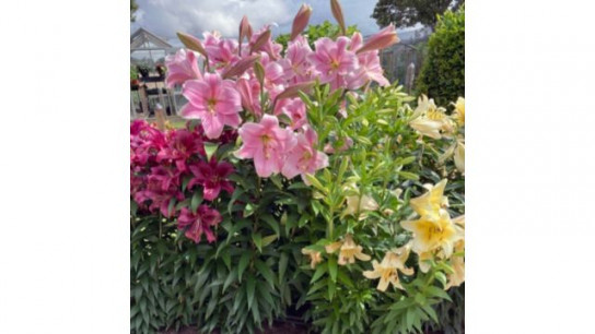Richard Jackson's Freesia Scented Wow Flower Lilies 5x Bulbs