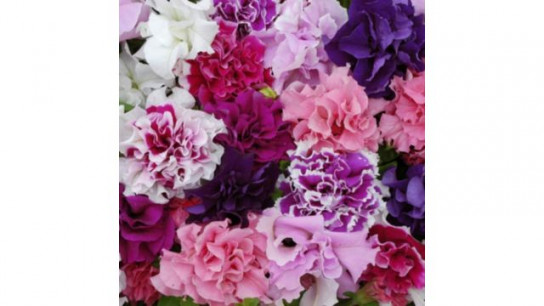 Richard Jackson Orchid Flowered Petunias Power Plants 10 x 5.5cm