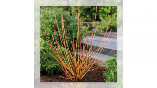 Richard Jackson Cornus Anny's Winter Orange 2.3 l pot