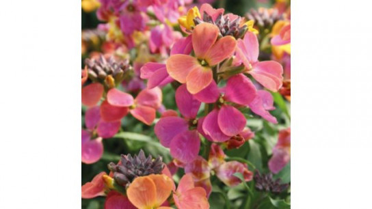 Richard Jackson Erysimum Leya Rainbow Glow 2l Pot