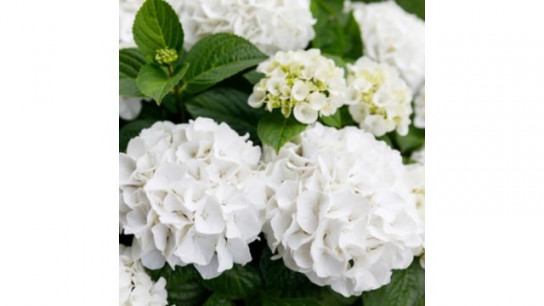 Plants2Gardens Hydrangea Forever & Ever 2ltr