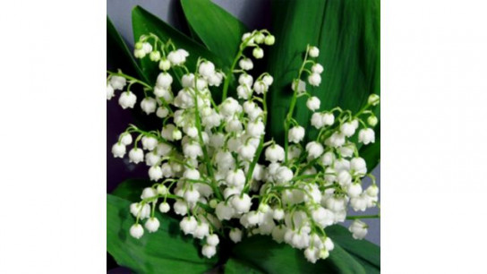 YouGarden Lily of the Valley 9cm pots x3