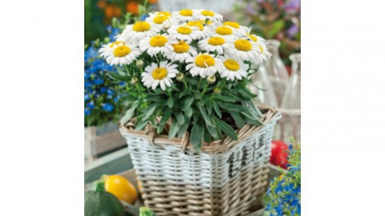 Plants2Gardens Leucanthemum 3 x 2ltr