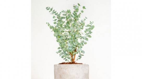 YouGarden Eucalyptus gunnii 'Azura' in a 15cm pot
