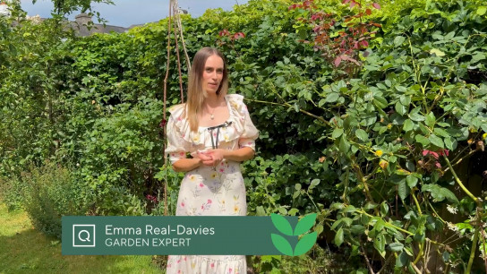 How to Summer Garden