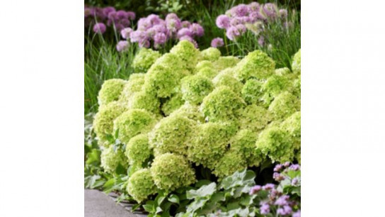 Thompson & Morgan Hydrangea Groundbreaker 2x 14cm Pots