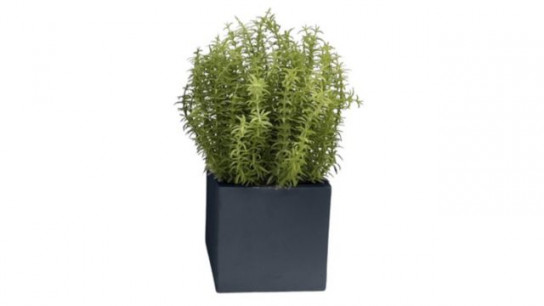 K by Kelly Hoppen Potted Greenery