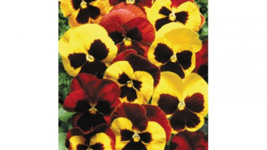 Thompson & Morgan Pansy Autumn Blaze Mixed Garden Ready Plants x24