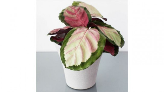 YouGarden Calathea Rosy in a 11cm Pot