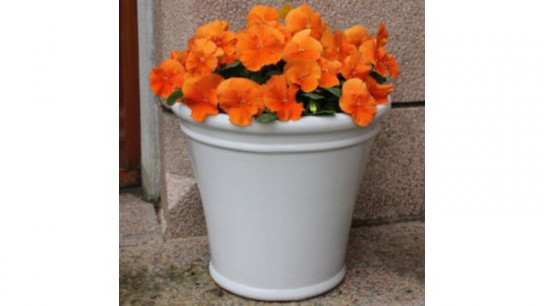 YouGarden Pansy Tango Magic Garden Ready Plants x20