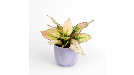 Oh So Floral Aglaonema Rosy 12cm Houseplant with Lilac Pot