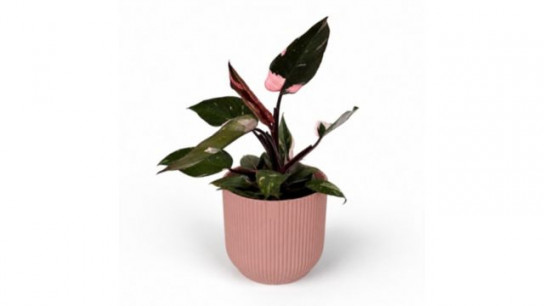 Oh So Floral Philodendron Pink Princess 12cm Houseplant Pink Pot
