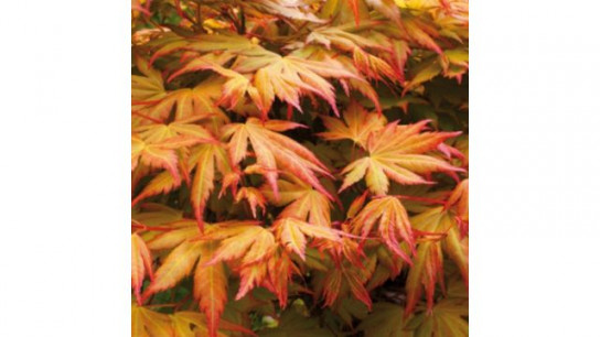 YouGarden Acer palmatum Orange Dream 3L pot