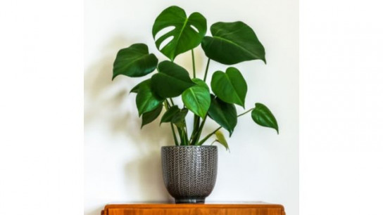 YouGarden Swiss Cheese Plant 'Monstera deliciosa' in a 4L pot