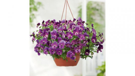 Thompson & Morgan Pansy Cool Wave Raspberry Garden Ready Plants x12