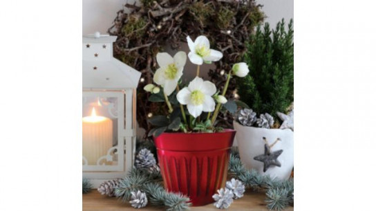 Hayloft Plants Hellebore Christmas Carol 9cm Plant in Christmas Pot