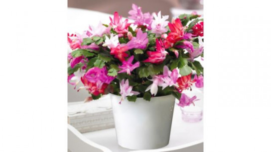 Thompson & Morgan Gift Christmas Cactus Multicoloured in Zinc 13cm Pot