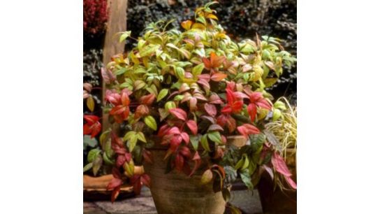YouGarden Nandina 'Fire Power' in 2L pots x2