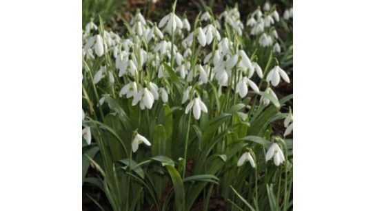 Thompson & Morgan Snowdrop Giant 32 Bulbs