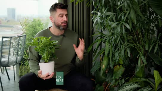 Michael Perry Houseplant Benefits