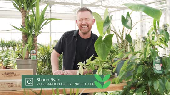 Top 5 House Plants