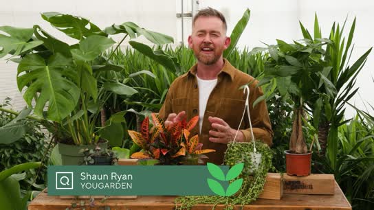 Bright Tolerant Houseplants