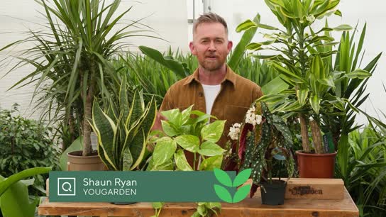 Low Light Tolerant Houseplants
