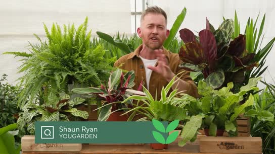 Humidity Loving Houseplants