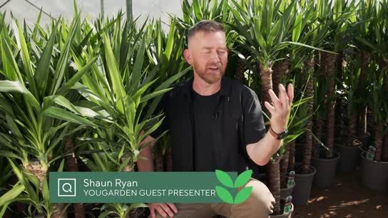 House Plant Tour