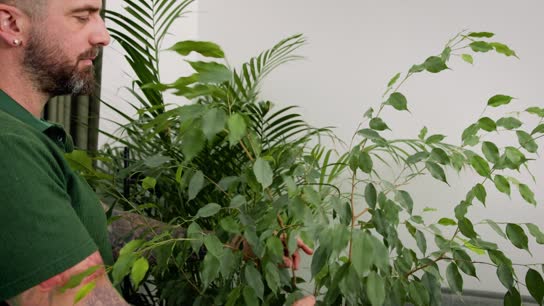 Michael Perry Houseplant Tips