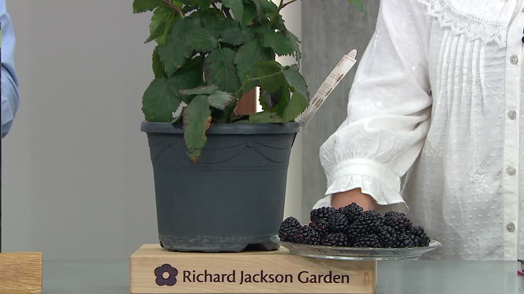 Richard Jackson's Garden